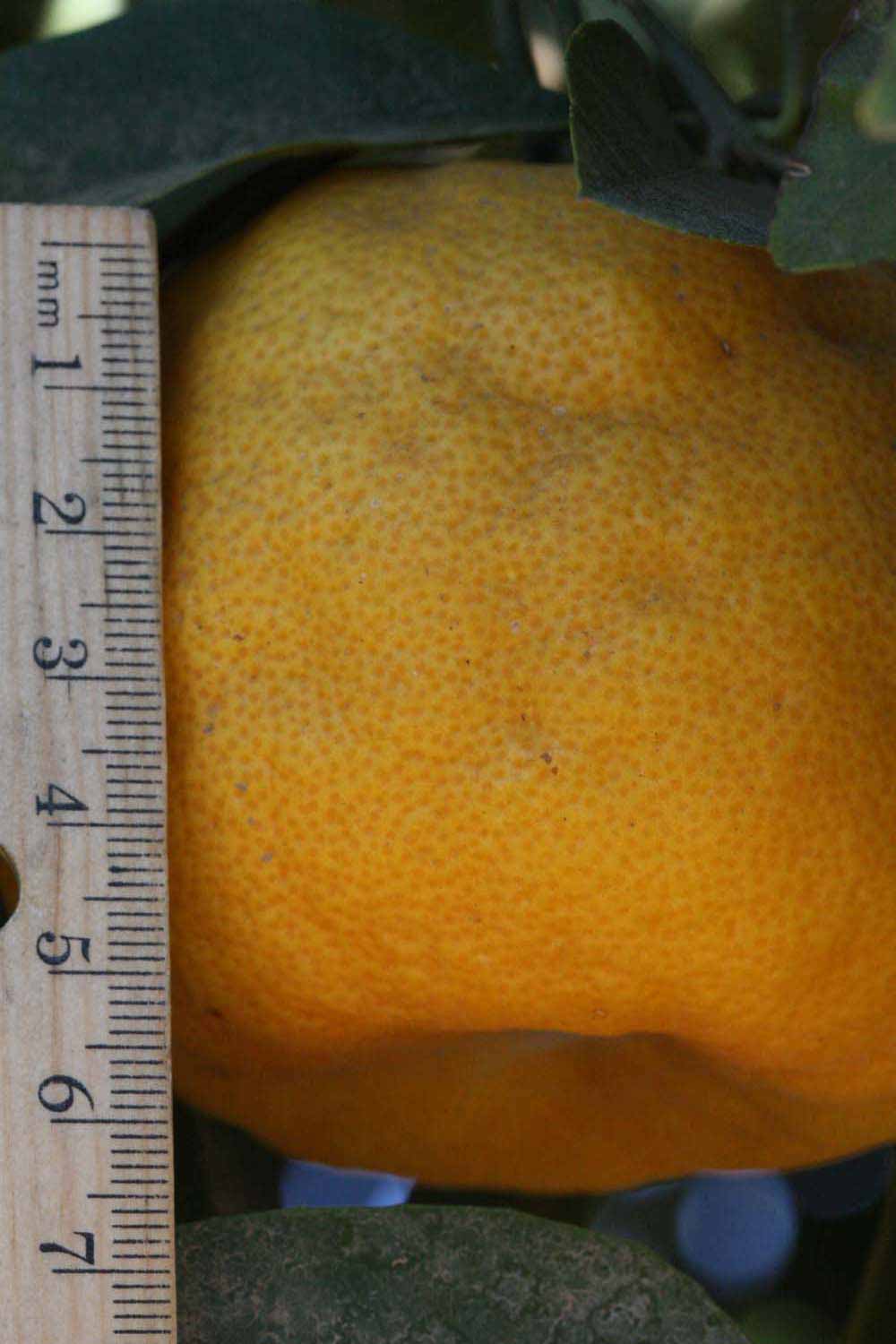            Fruit (Riverside, CA)   